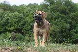 BOERBULL 041